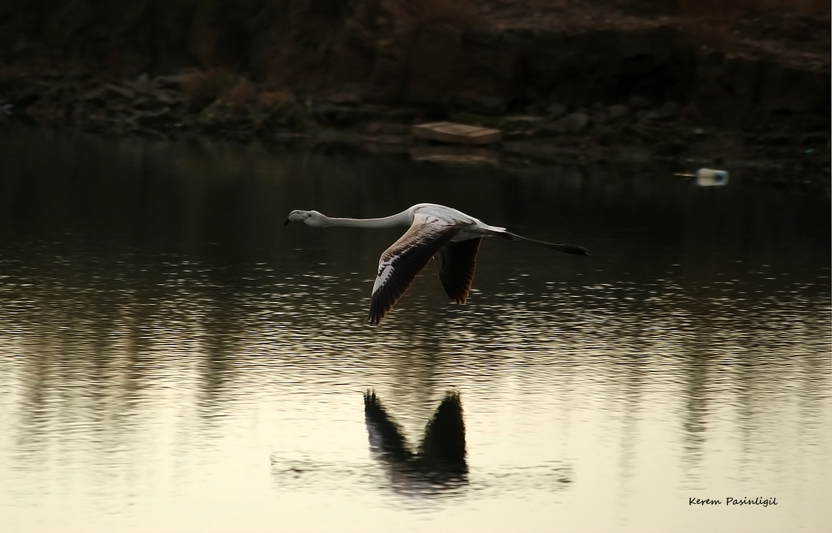 Greater Flamingo