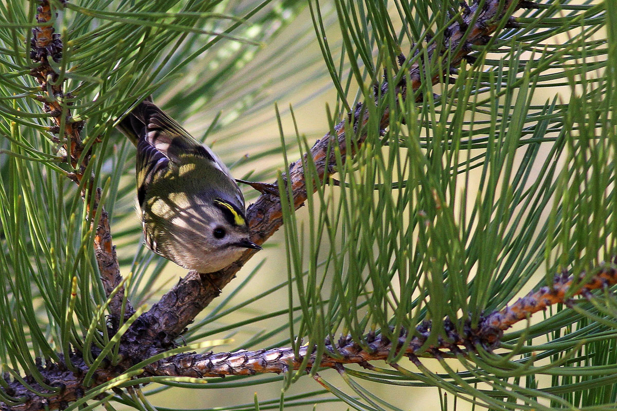 Goldcrest