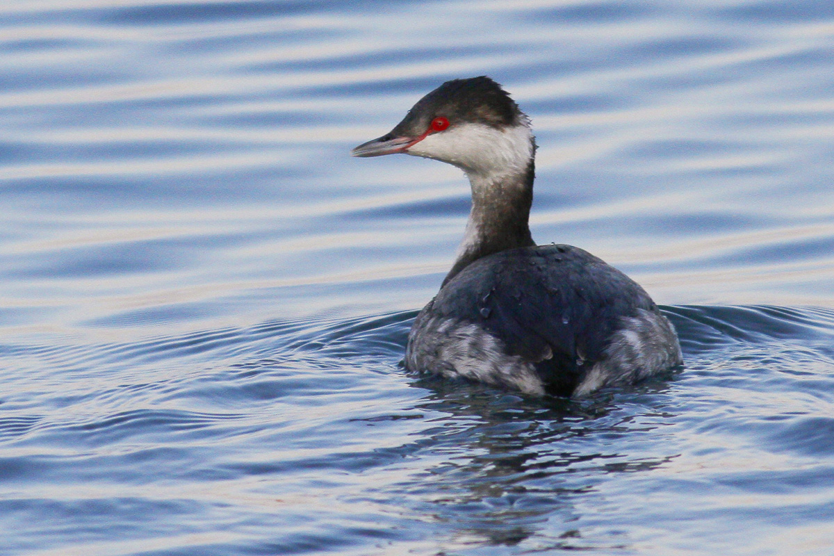 Horned Grebe