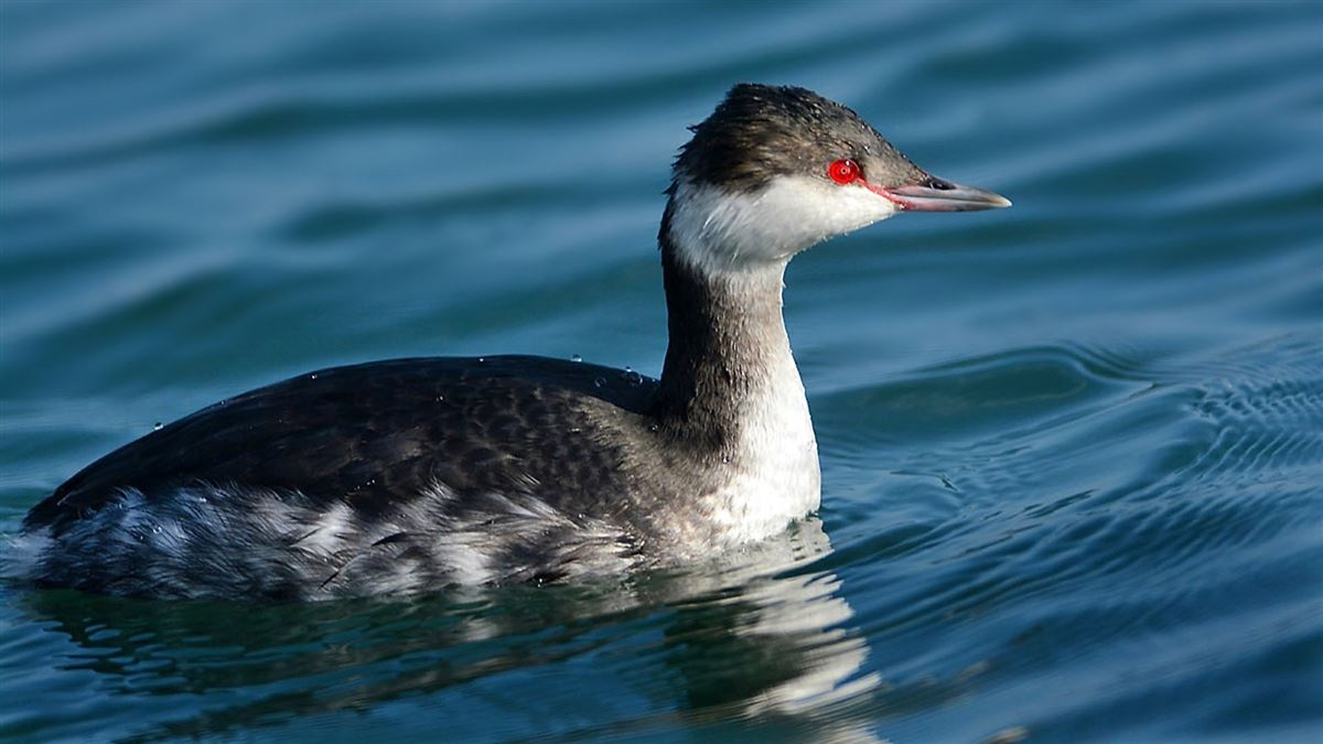 Horned Grebe