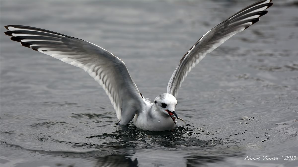Little Gull