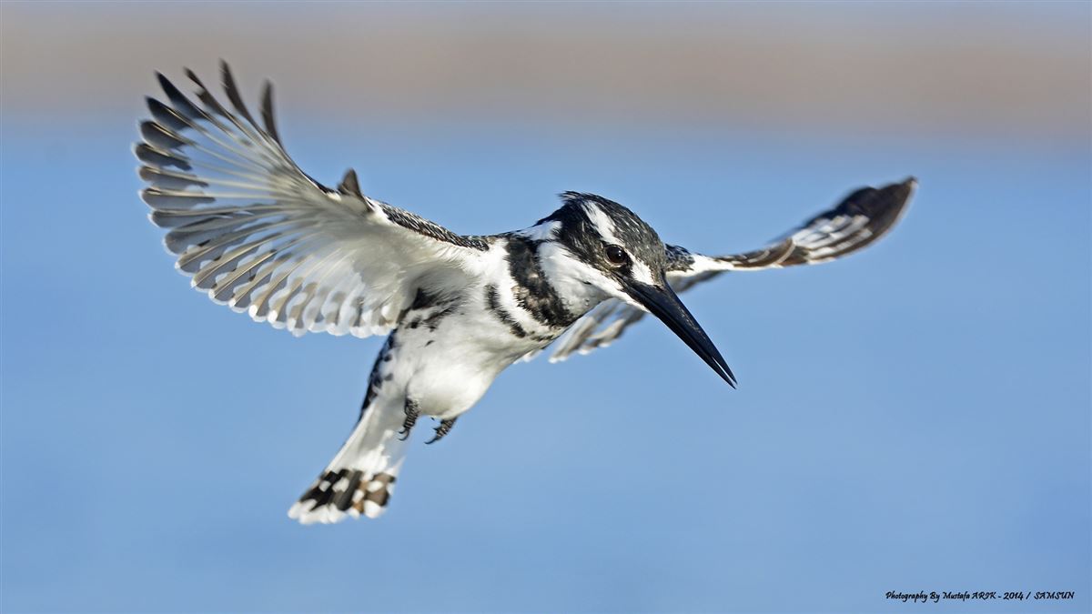 Pied Kingfisher