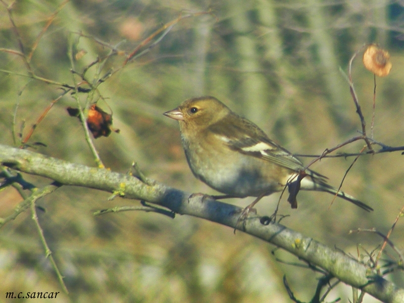 Common Chaffinch
