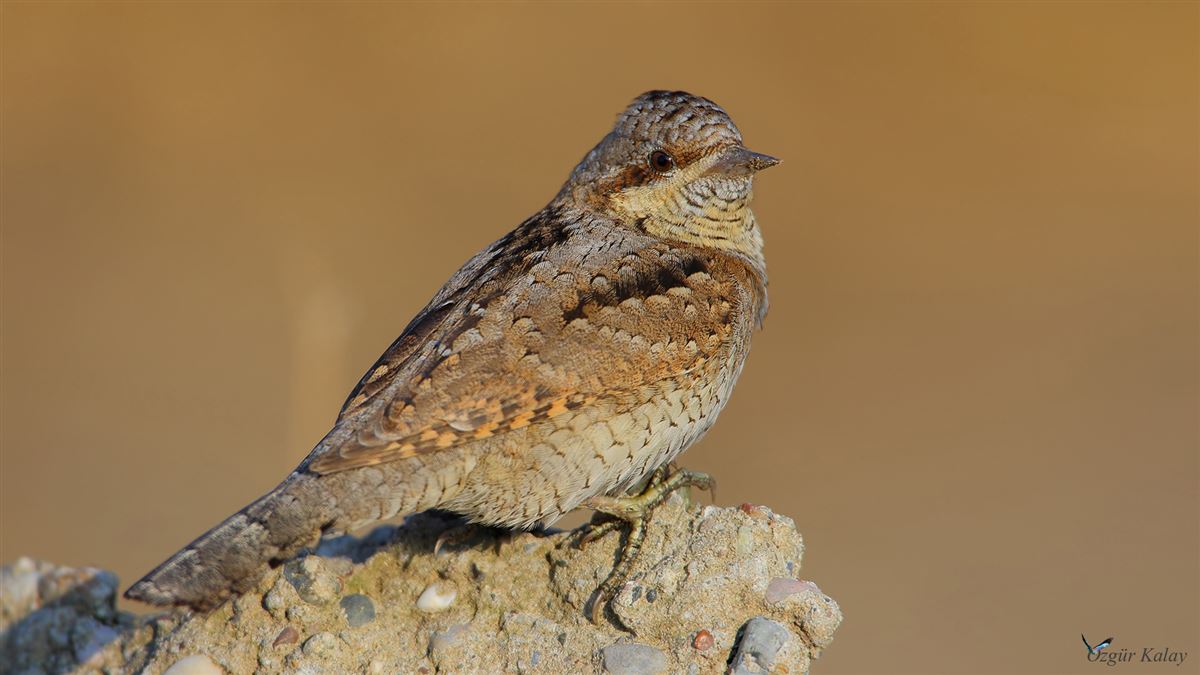 Eurasian Wryneck