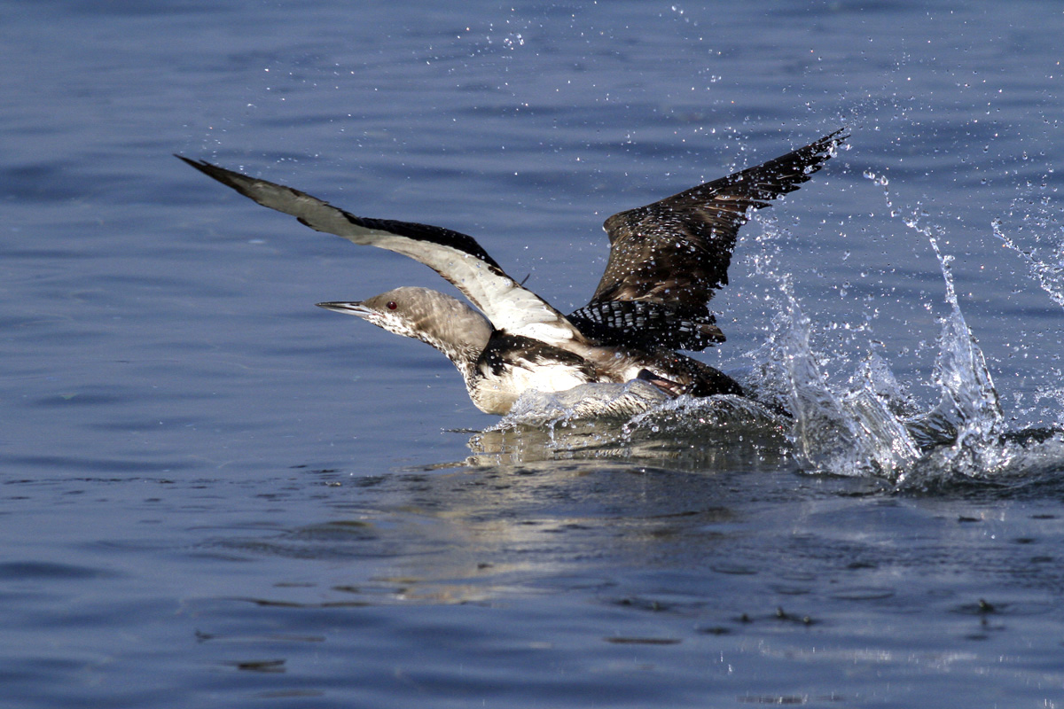 Black-throated Loon