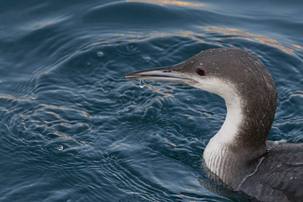 Black-throated Loon