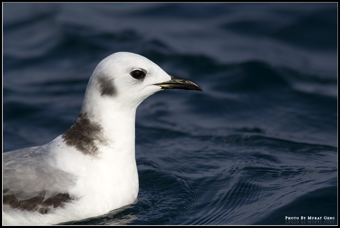 Black-legged Kittiwake