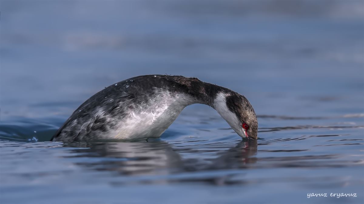 Horned Grebe