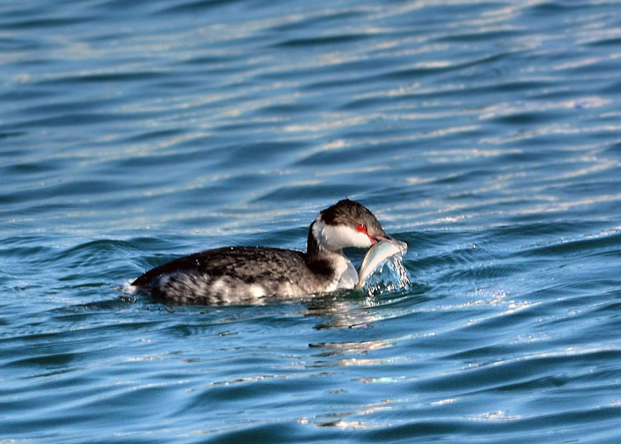 Horned Grebe