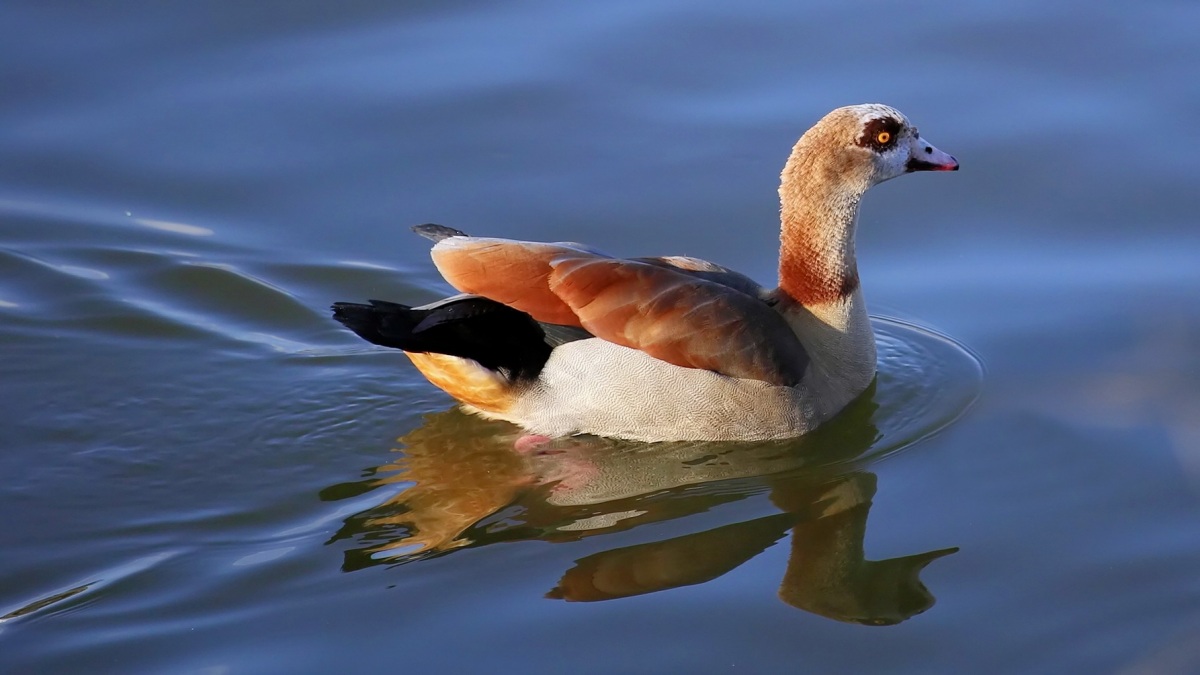 Egyptian Goose