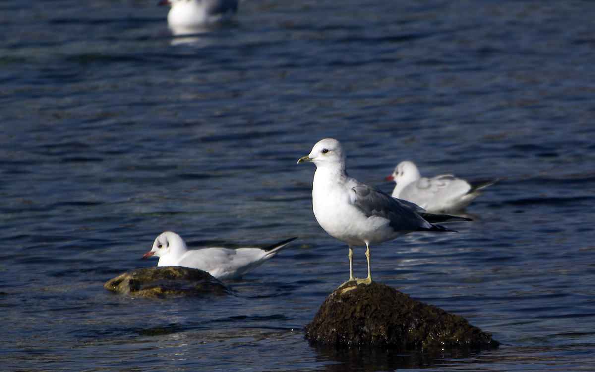 Common Gull