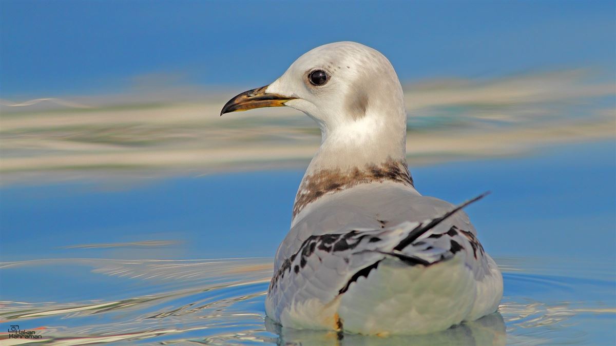 Black-legged Kittiwake