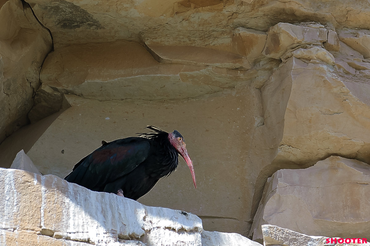 Northern Bald Ibis