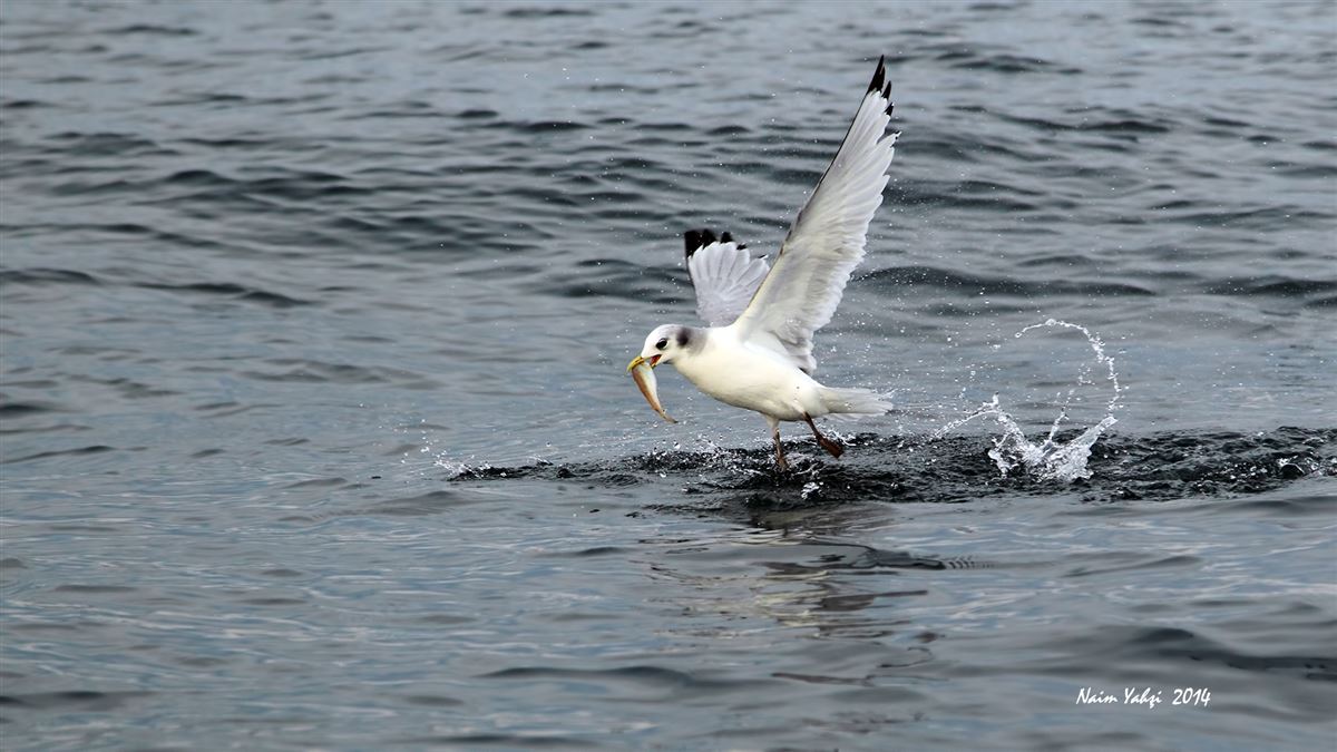 Black-legged Kittiwake