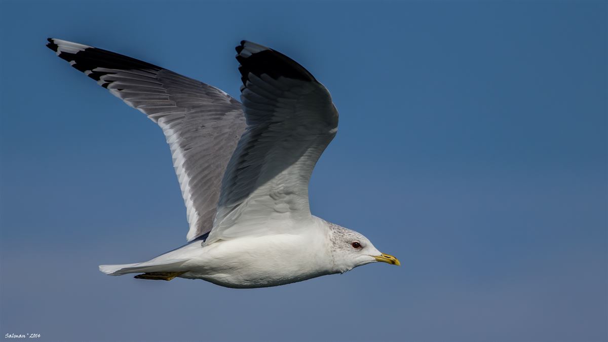 Common Gull