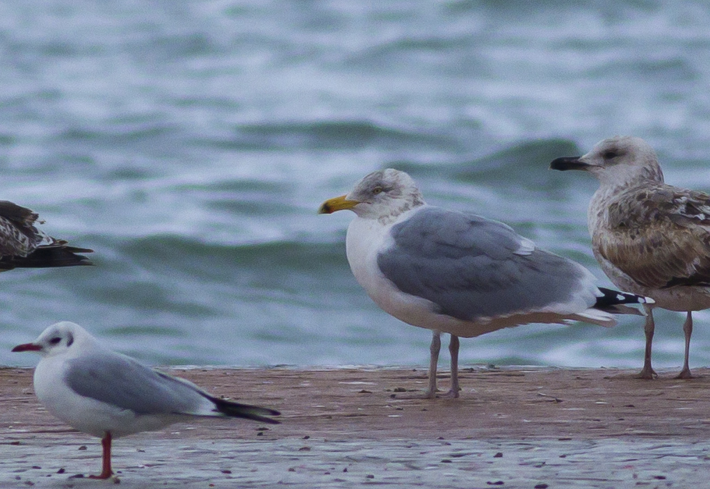 European Herring Gull