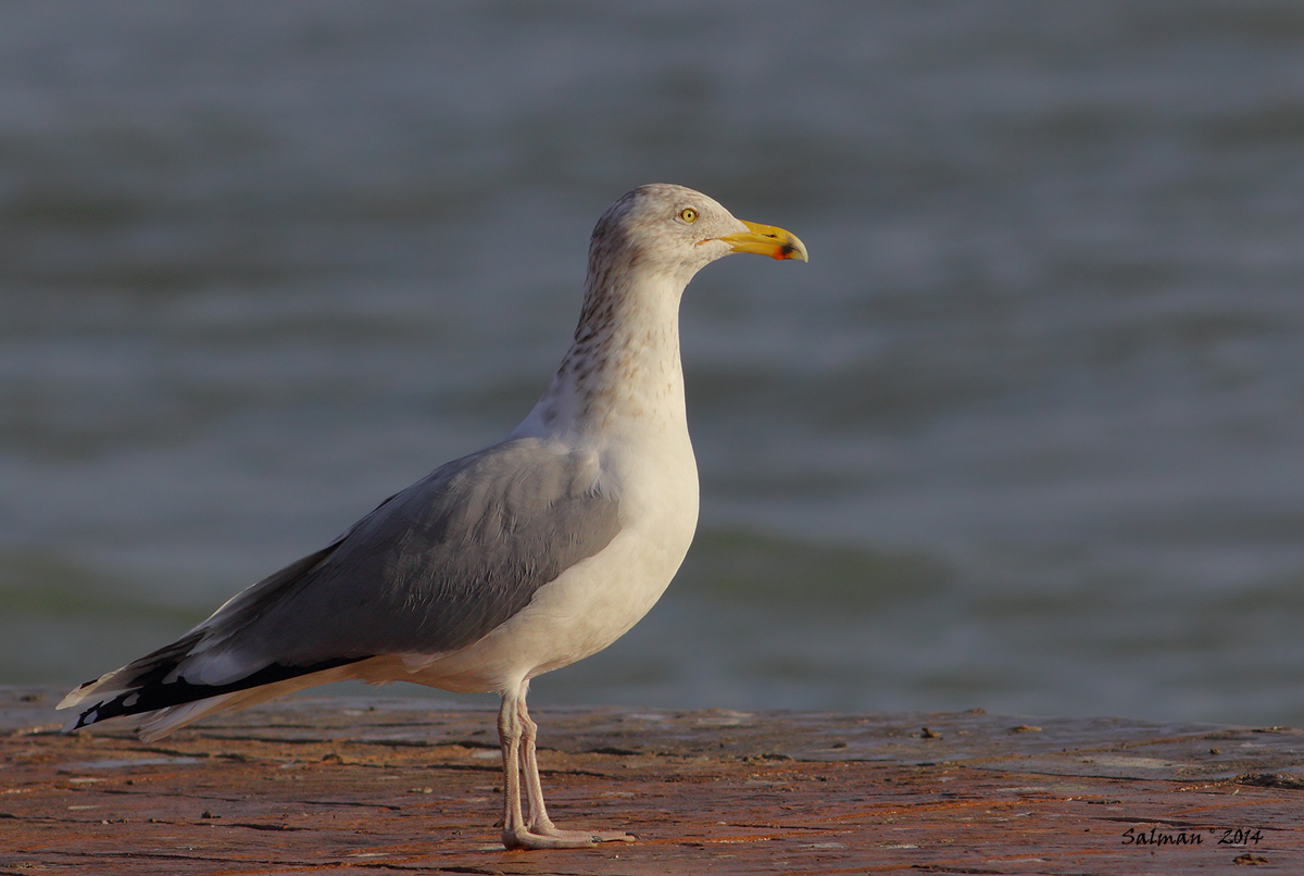 European Herring Gull
