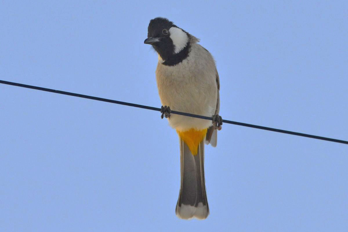 White-eared Bulbul