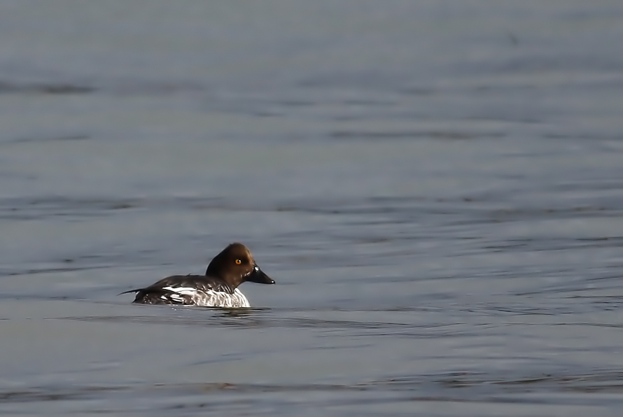 Common Goldeneye