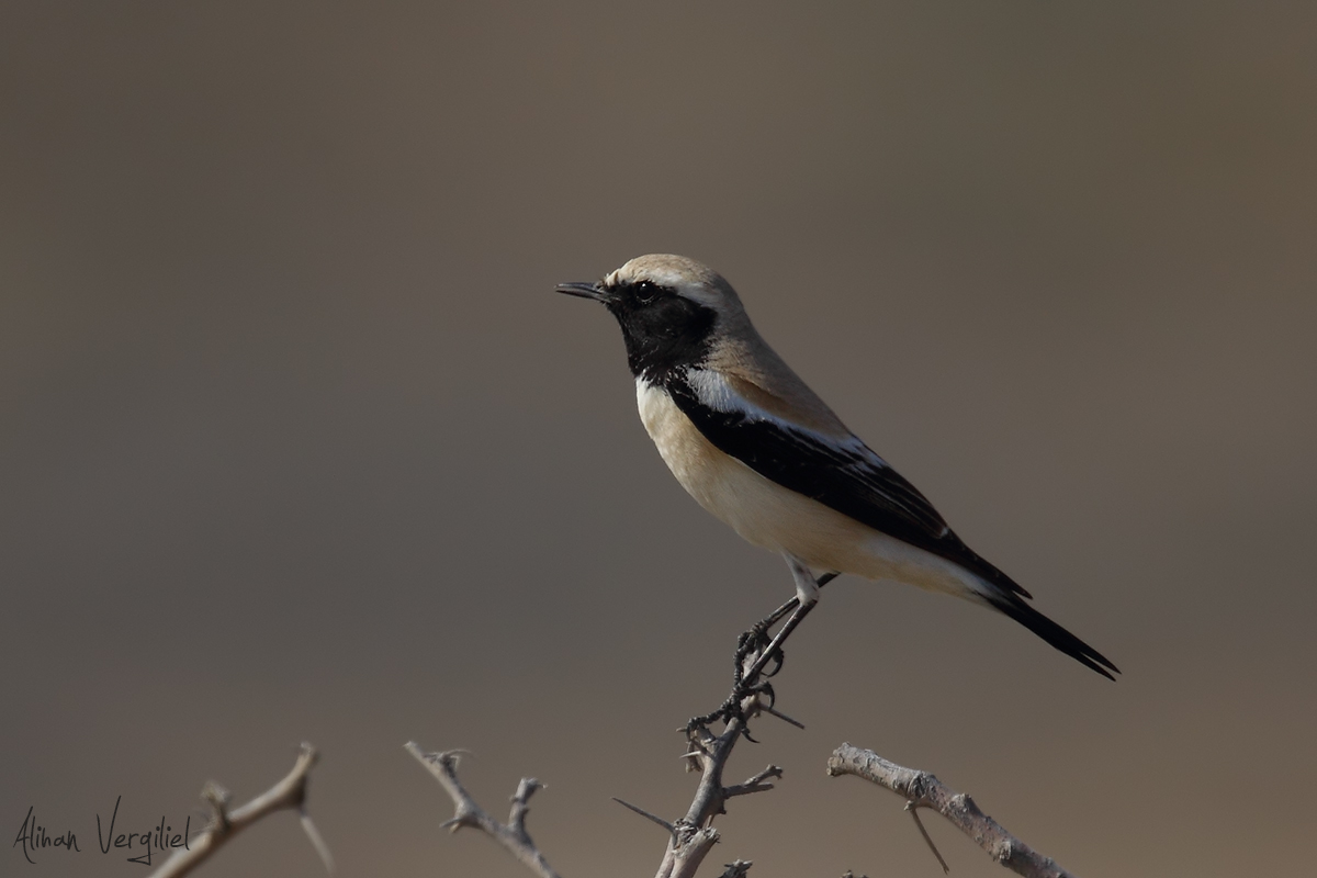 Desert Wheatear