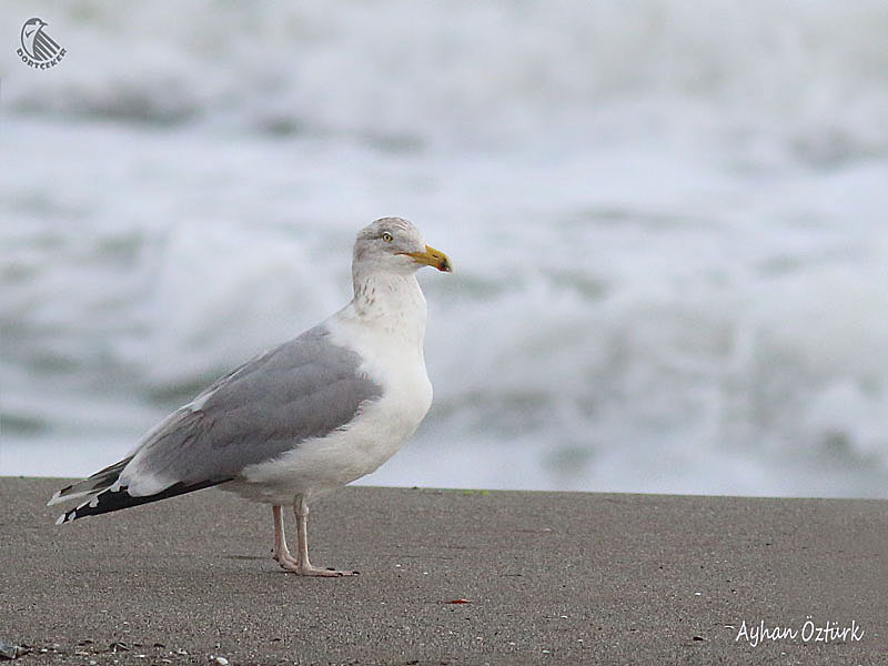 European Herring Gull