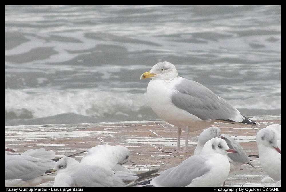 European Herring Gull