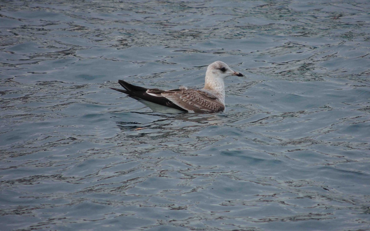 Common Gull