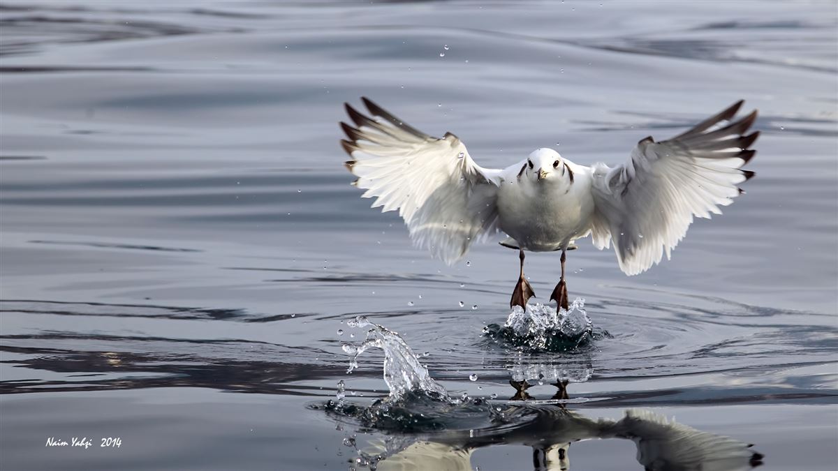 Black-legged Kittiwake