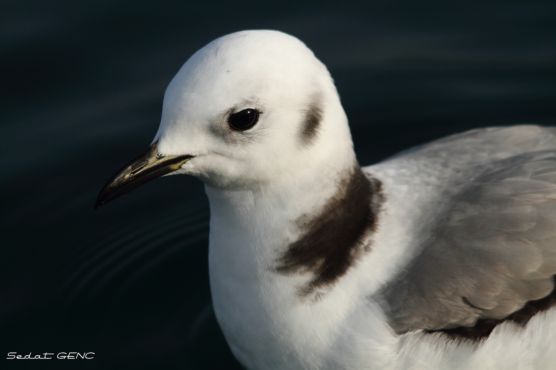 Black-legged Kittiwake