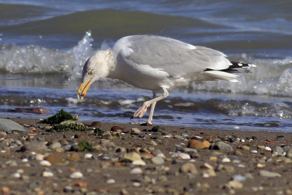 European Herring Gull