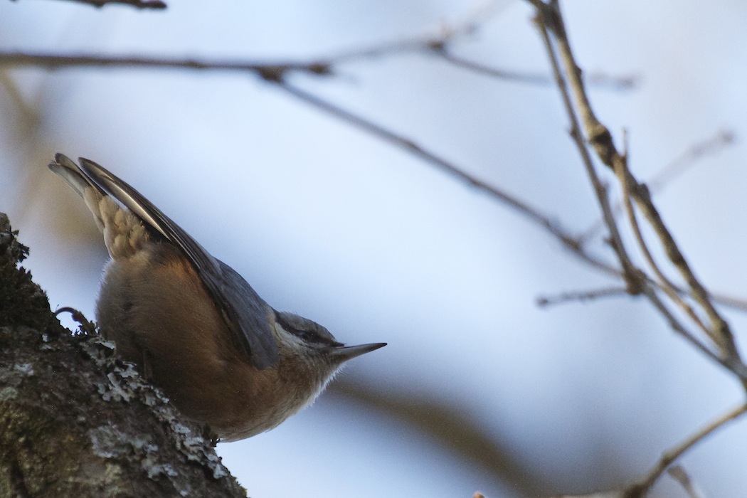 Eurasian Nuthatch
