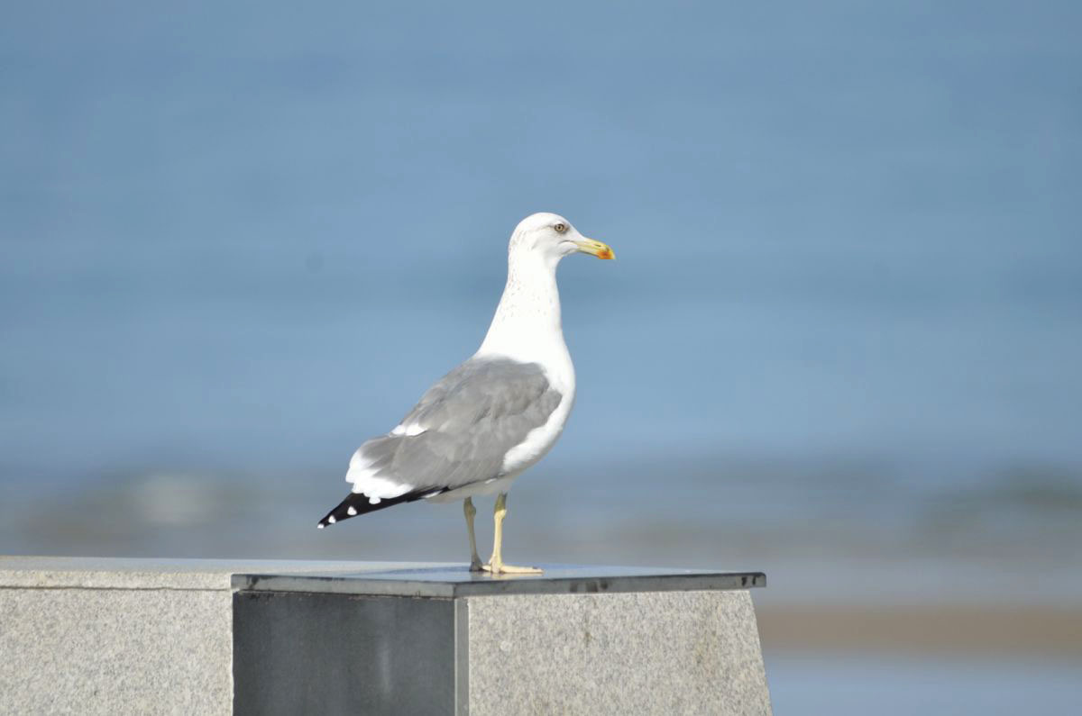 European Herring Gull