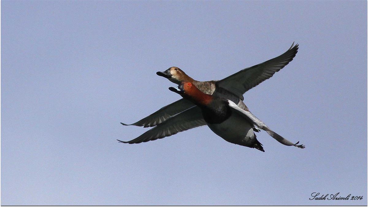 Common Pochard