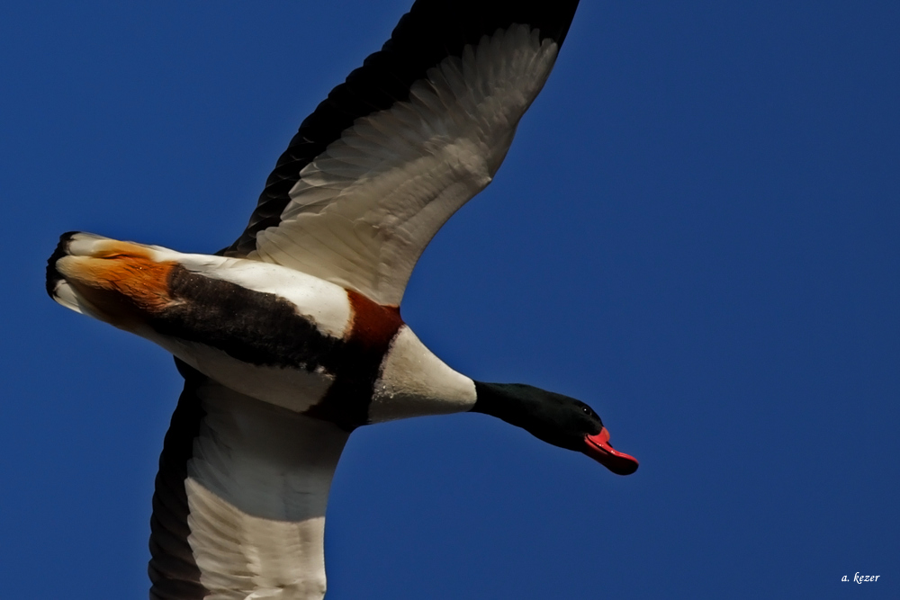 Common Shelduck