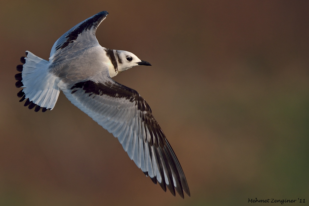 Black-legged Kittiwake