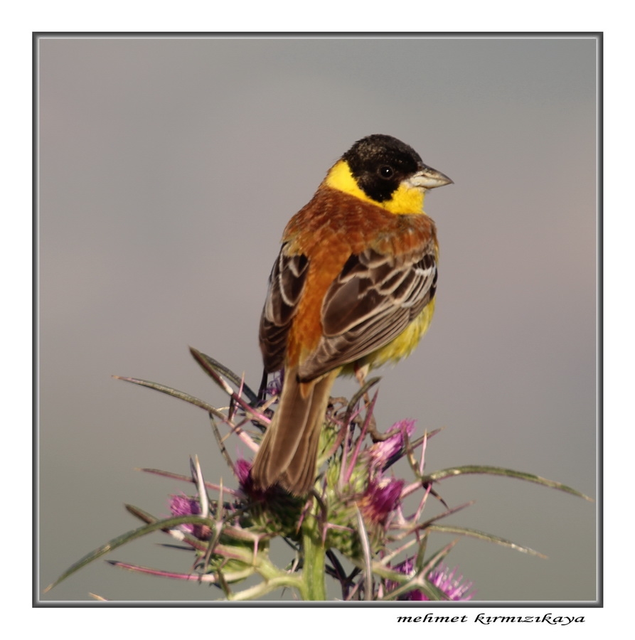 Black-headed Bunting