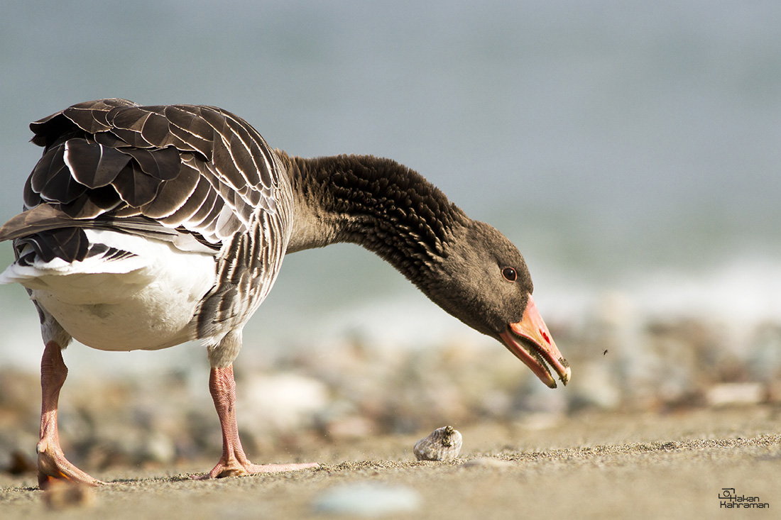 Greylag Goose
