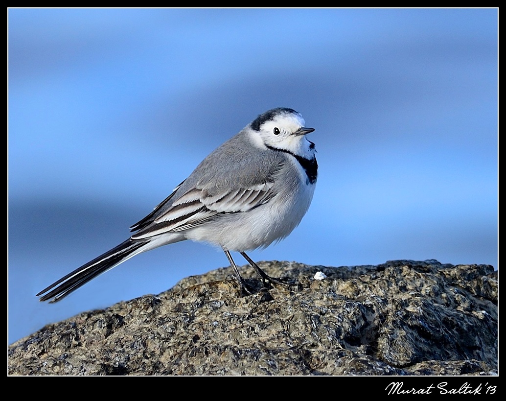 White Wagtail