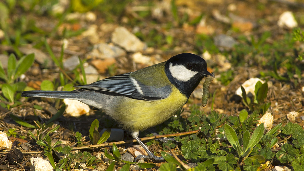Great Tit