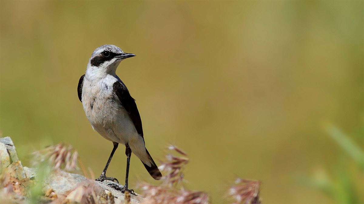 Northern Wheatear