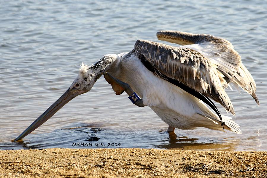 Dalmatian Pelican