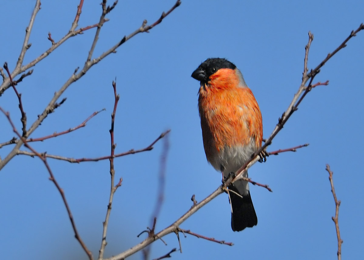 Eurasian Bullfinch