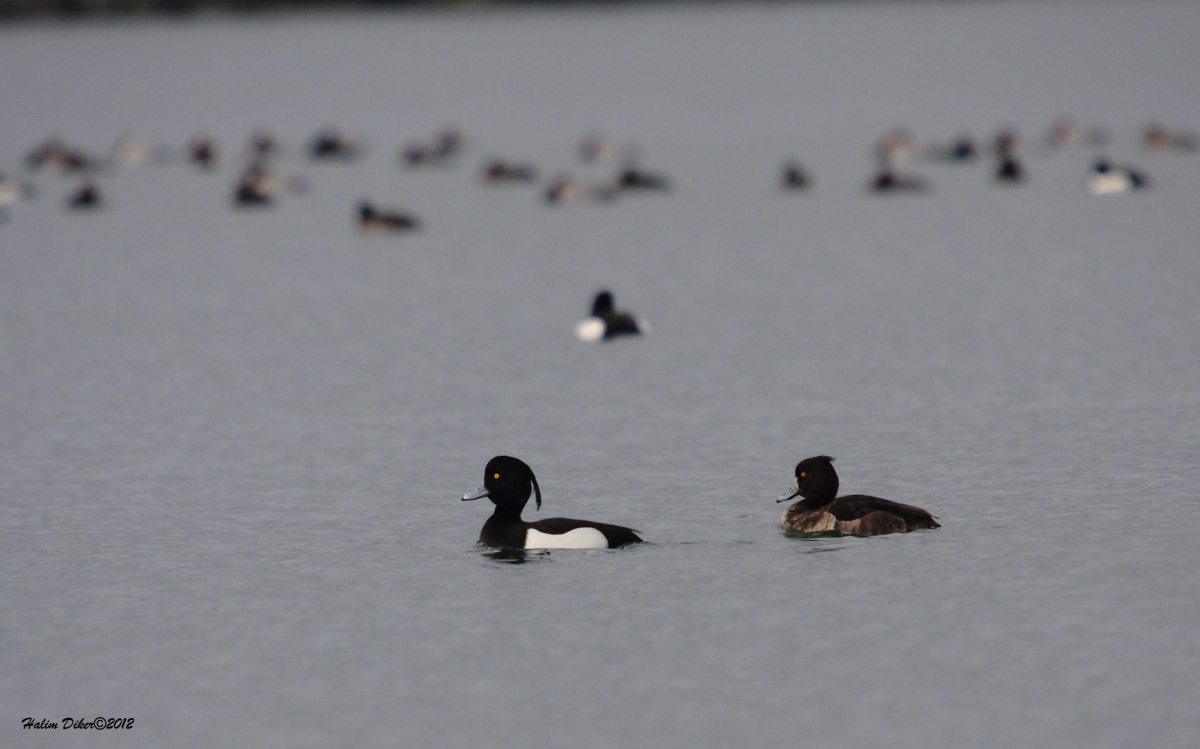 Tufted Duck