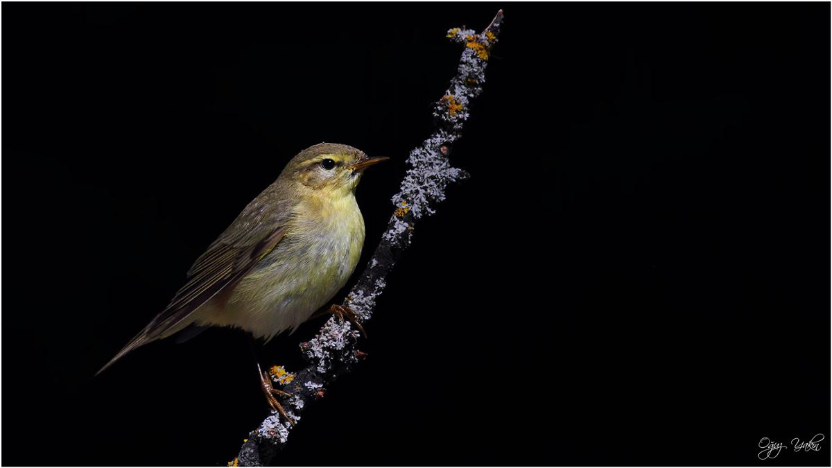 Willow Warbler
