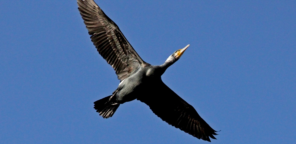 Great Cormorant