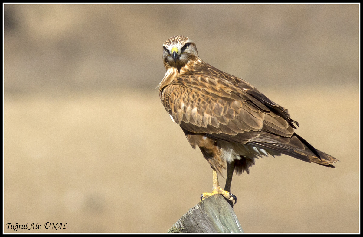 Long-legged Buzzard
