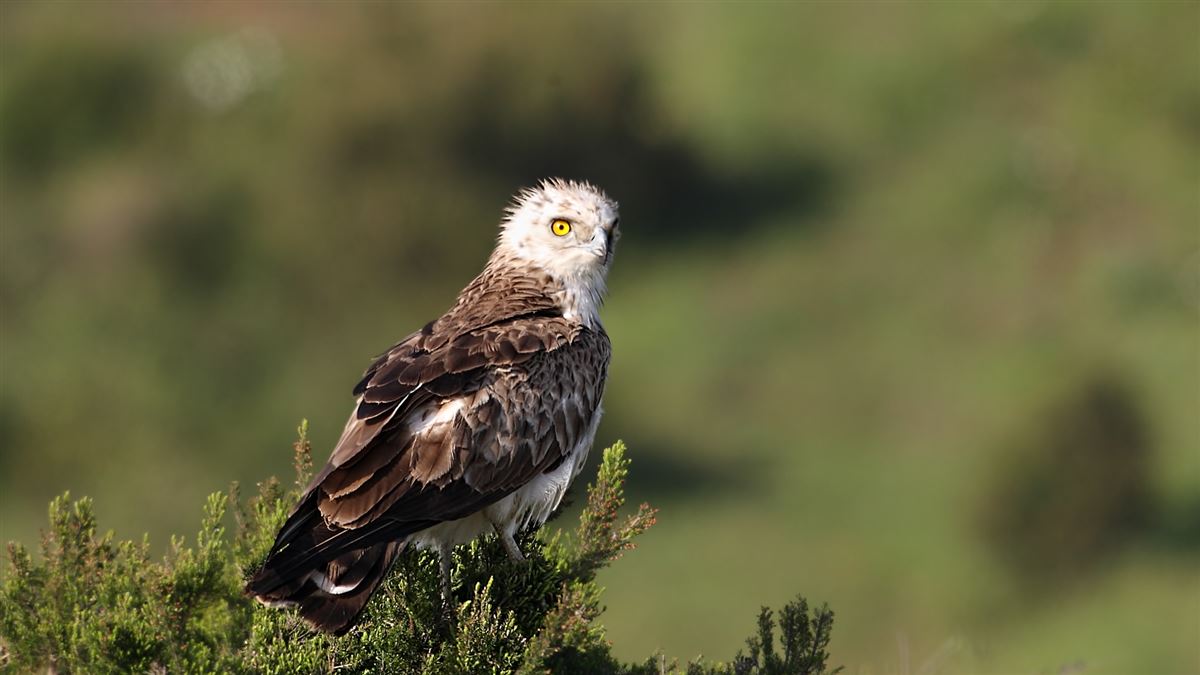 Short-toed Snake Eagle