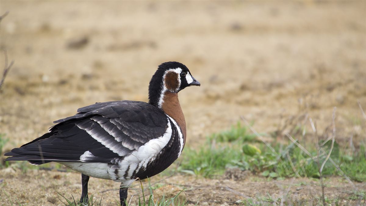Red-breasted Goose