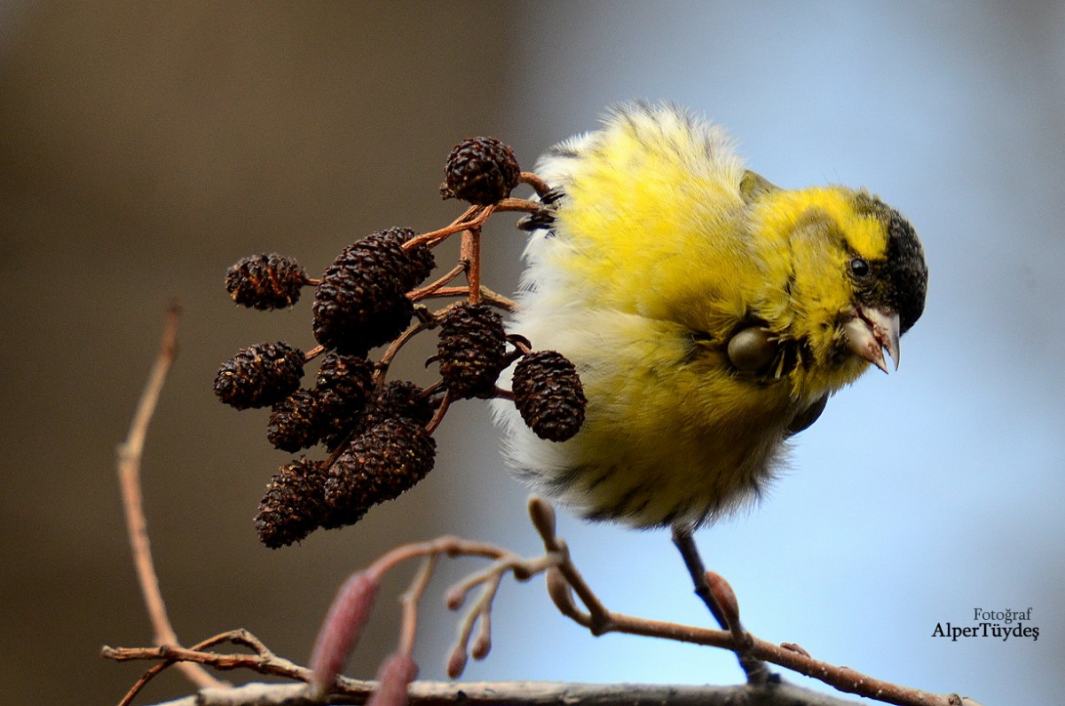Eurasian Siskin