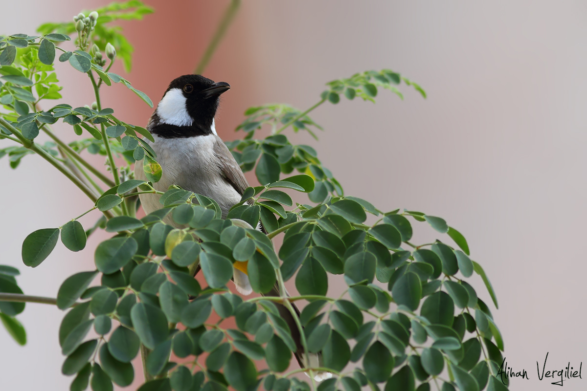 White-eared Bulbul